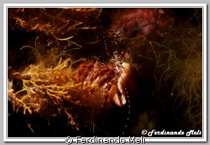 Hermit crab on seaweed by Ferdinando Meli 